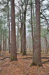 Coniferous forest 3