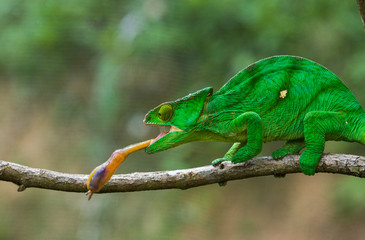 Naklejka na ściany i meble Chameleon at hunt insect. Long tongue chameleon. Madagascar. An excellent illustration. Close-up.