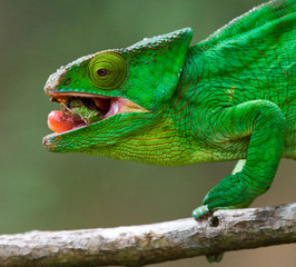 Naklejka na ściany i meble Chameleon eating insect. Close-up. Madagascar. An excellent illustration.