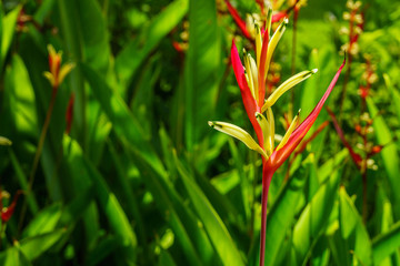 Heliconia psittacorum inflorescences in woodland. It is also called parrot's beak, parakeet flower, parrot's flower, parrot's plantain or false bird-of-paradise.