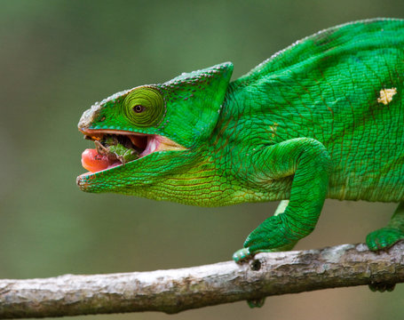 Chameleon eating insect. Close-up. Madagascar. An excellent illustration.