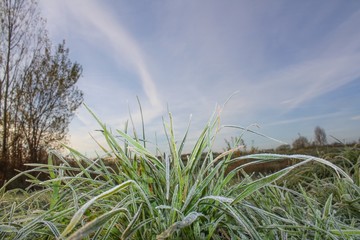 Frozen tuft of grass on a cold winter morning