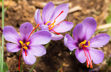 Gros plan de la fleur de Crocus sativus sur terrain