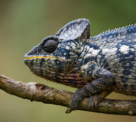 Chameleon sitting on a branch. Madagascar. An excellent illustration. Close-up.