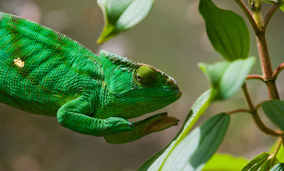 Chameleon sitting on a branch. Madagascar. An excellent illustration. Close-up.