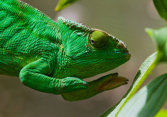 Chameleon sitting on a branch. Madagascar. An excellent illustration. Close-up.