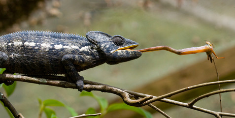 Chameleon at hunt insect. Long tongue chameleon. Madagascar. An excellent illustration. Close-up.