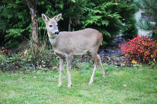 roe-deer in a garden 
