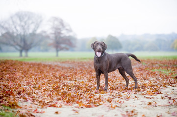 Chocolate brown labrador hunting