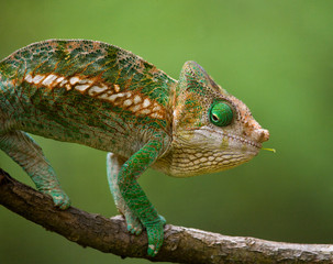 Chameleon sitting on a branch. Madagascar. An excellent illustration. Close-up.