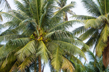Fototapeta na wymiar Coconut tree with coconut fruits in a garden. Cocos nucifera is a member of the palm family.