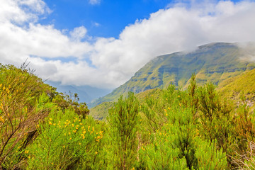 Fototapeta na wymiar Madeira - natural landscape - green nature