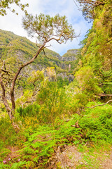 Madeira - natural landscape - green nature