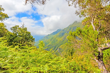 Green nature of Madeira