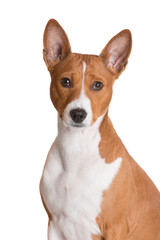 red basenji dog portrait on white