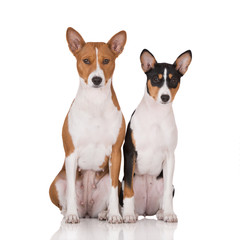 two basenji dogs posing on white