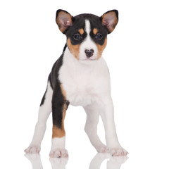 basenji puppy standing on white