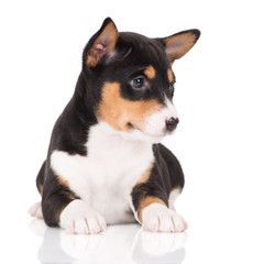 basenji puppy lying down on white