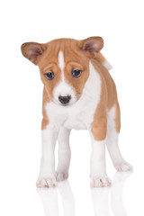 basenji puppy standing on white