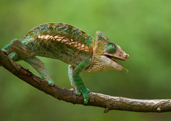 Chameleon sitting on a branch. Madagascar. An excellent illustration. Close-up.