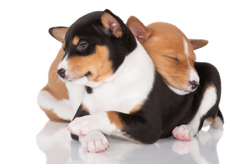 two basenji puppies cuddling
