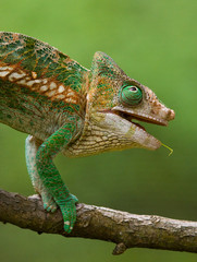 Chameleon sitting on a branch. Madagascar. An excellent illustration. Close-up.
