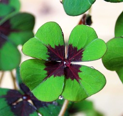 vierblättriges Kleeblatt