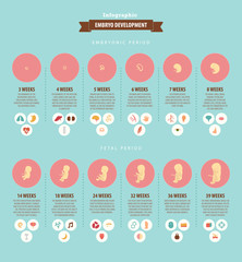 Embryo development.  Vector infographic about the prenatal development of a child in weeks.