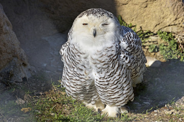 Snowy owl