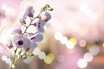 Fototapeta na wymiar Thailand purple orchid