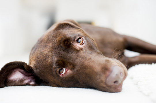 Cute Chocolate brown labrador portrait