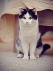 The domestic cat white with black a color