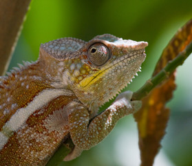 Chameleon sitting on a branch. Madagascar. An excellent illustration. Close-up.