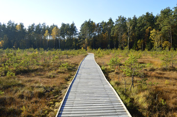 Obraz premium The bridge over the swamp