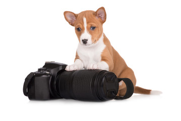 basenji puppy with a camera