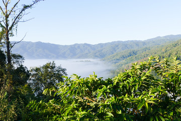 sea of mist and fog on the mountain