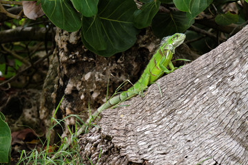 Iguane sur un tronc d'arbre.