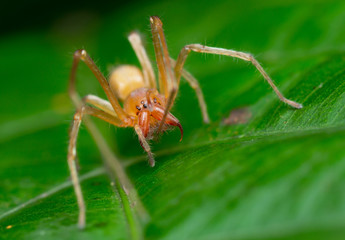 Huntsman spider