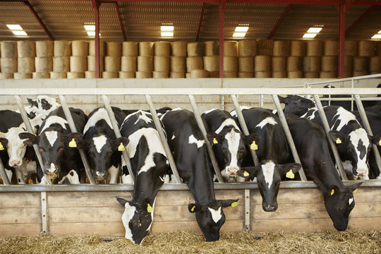 A row of cattle feeding on hay in an open barn on a farm
