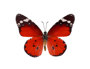 gemeinsame Tiger-Schmetterling, Danaus Genutia, Monarchfalter isol