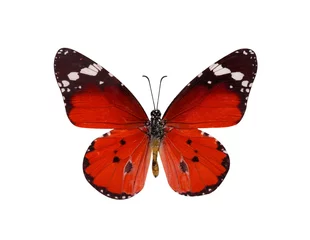 Crédence de cuisine en verre imprimé Papillon Papillon tigre commun , Danaus Genutia , monarque isol