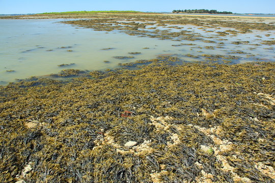 Blasentang bei Ebbe, Atlantik, Frankreich