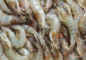 Fresh Prawn Background