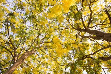 Golden shower flower, Cassia fistula.