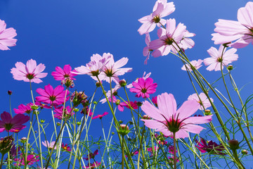 cosmos flower with blue sky