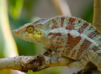 Chameleon sitting on a branch. Madagascar. An excellent illustration. Close-up.