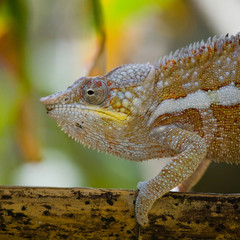 Chameleon sitting on a branch. Madagascar. An excellent illustration. Close-up.