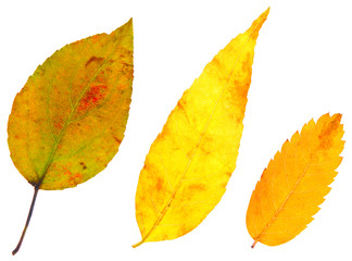 leaves