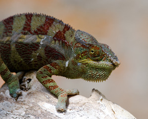 Chameleon sitting on a branch. Madagascar. An excellent illustration. Close-up.