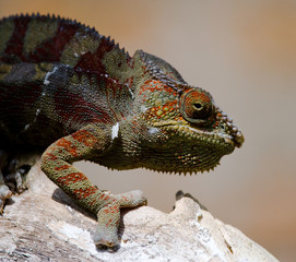 Chameleon sitting on a branch. Madagascar. An excellent illustration. Close-up.